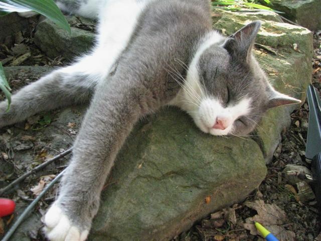 My cat always follow me around, but was not very helpful considering she slept the whole time!