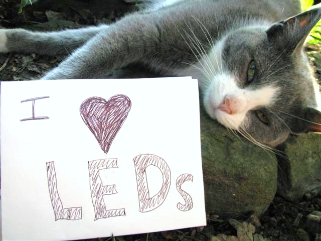 Cats love LEDs too!